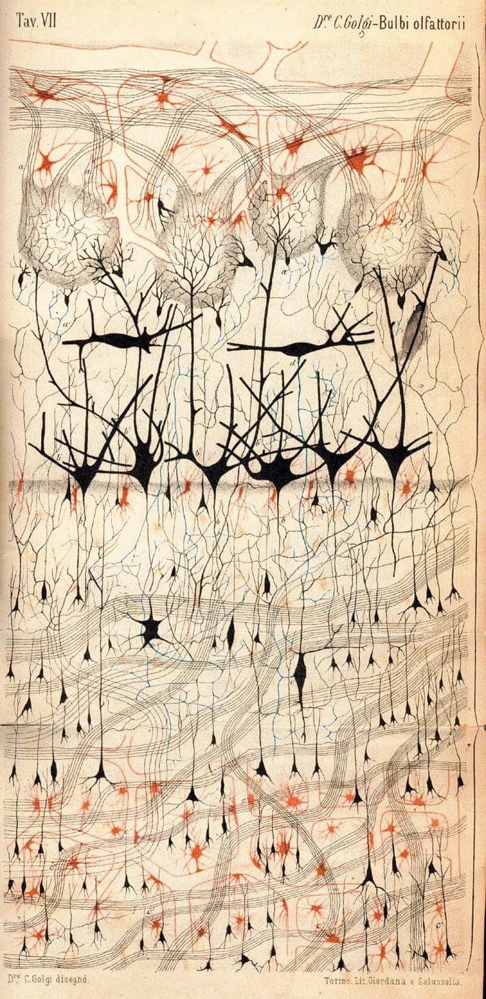 Desenho de Golgi, de 1885: neurônios do bulbo olfatório de um cão