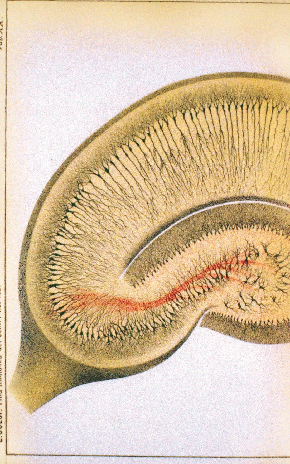 Desenho de Golgi, de 1885: o hipocampo com os neurônios pintados de preto pela reação negra